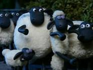 Sheepwalking still