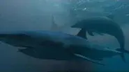 Saved By Dolphins still