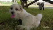 Fluffy Puppies & Baby Goats still