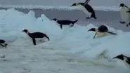 Penguins of the Antarctic still
