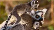 Madagascar: Land of Lemurs still