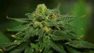 Marijuana still