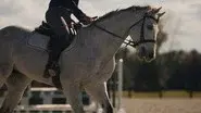 Horse Hitman still