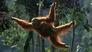 Orangutans: the High Society still