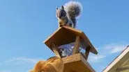Squirrel! still