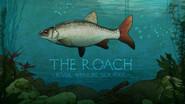 The Roach: River Wensum, Norfolk still