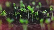 Beyond the Elements: Life still