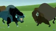 Where the Bison Roam still