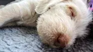 Sock Puppies still
