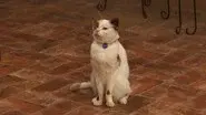 Cat with a Blog still