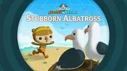 Stubborn Albatross still