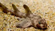 Secret Sharks still