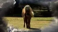Li'l Sebastian still