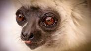 Madagascar: Lemurs and Spies still