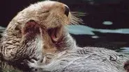 Otters in the Stream of Life still