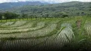 Peru still