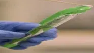 The Green Pen still