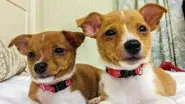 Fab & Furless Kittens still