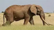 The Last Tusker still