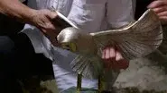The Hunt for the Golden Owl still