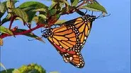 The Incredible Journey of the Butterflies still