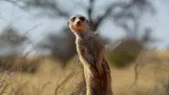 African Deserts still