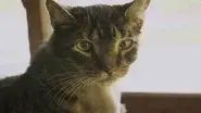 Feline Face Lift still