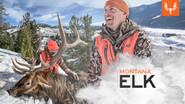 Montana Elk still