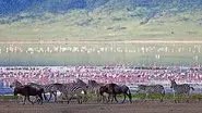 The Crater: Africa's Predator Paradise still