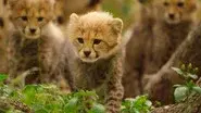 The Cheetah Cubs still