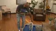 Disturbing Pet Trends still