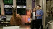 Llama Drama still