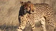 Cheetahs in a Hot Spot still