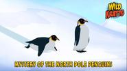 Mystery of the North Pole Penguin still