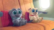 Hawaii Pug-Oh still