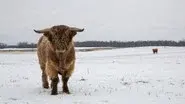 Walking in a Winter Pol-ar Land still