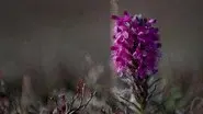 The Last Snow still