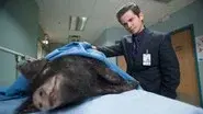 Hog Wild still