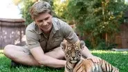 Tiger Triplets still