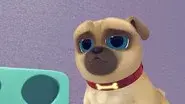 The Great Pug-scape still