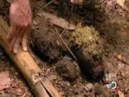 Bitten still