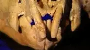 Bone Diggers still