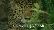 Stalking the Jaguar still