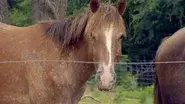 All the Pretty Horses still