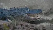 Later, Gator still