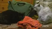 Deaf, Blind and Biting still