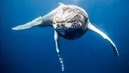 Oceans: Out of the Blue still