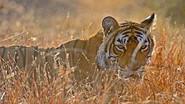 Queen of Tigers still