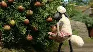 Scrumping still