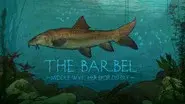 The Barbel: Middle Wye, Herefordshire still